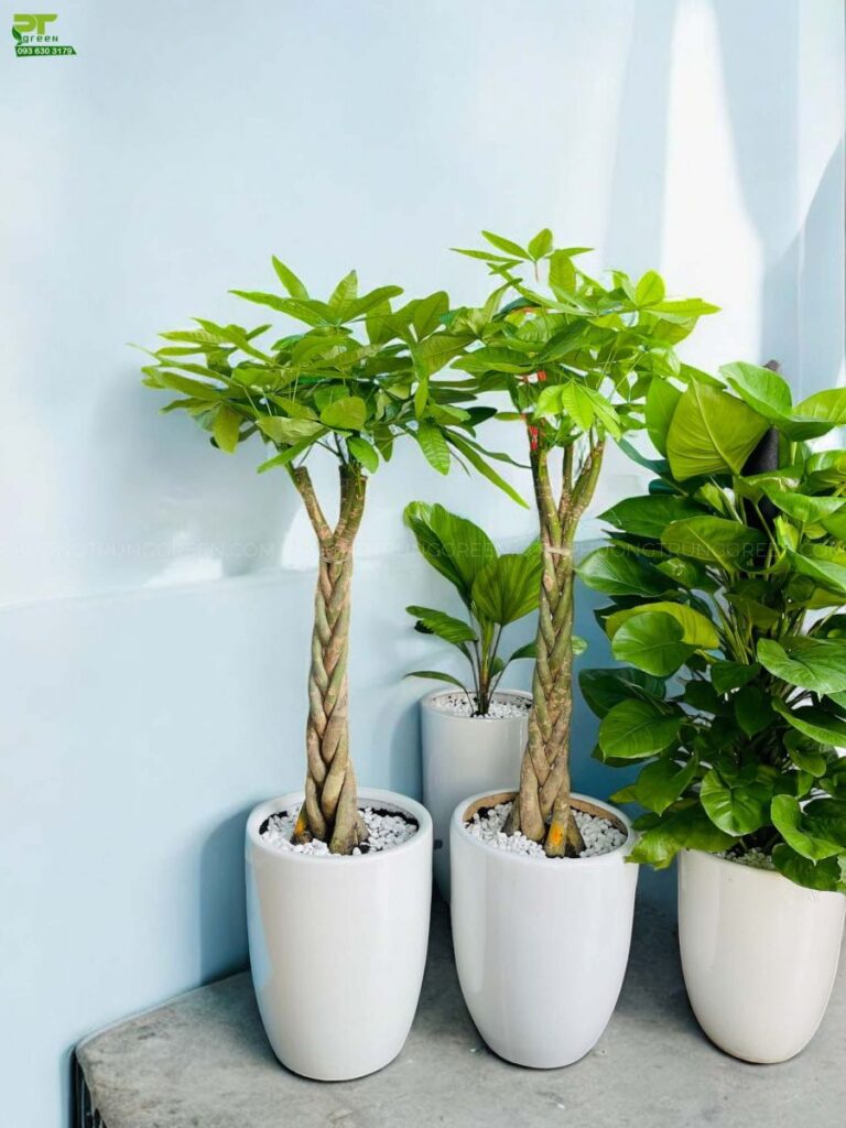 Mẫu nhà mặt tiền 6m 3 tầng cây kim ngân