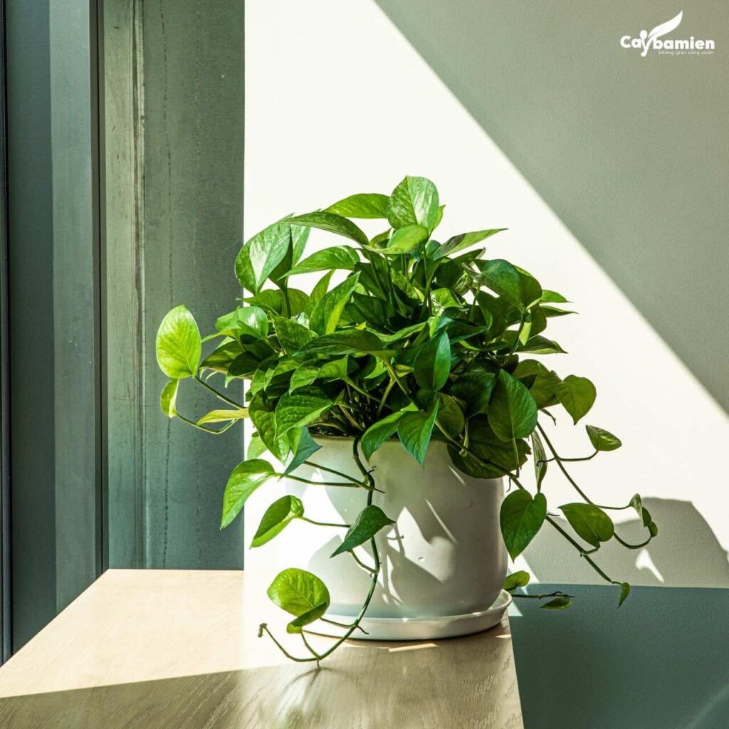 Mẫu nhà phố 3 tầng hiện đại - Trầu bà