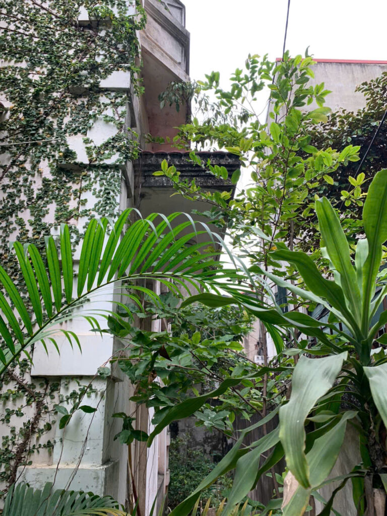 Sửa nhà trọn gói - hiện trạng cây xanh