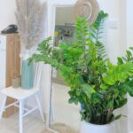 Cách bố trí cây xanh lọc không khí, giảm ô nhiễm bụi trong nhà